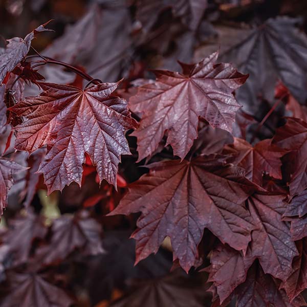 Acer Crimson King - Erable Plane Pourpre