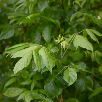 Acer negundo - Erable negundo vert