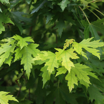 Acer saccharinum Wieri - Erable argenté