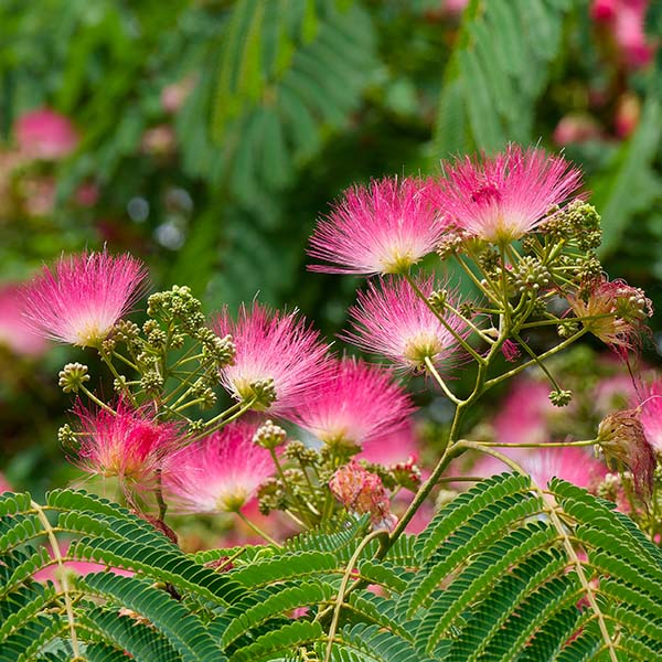 Albizia julibrissin Ombrella Boubri