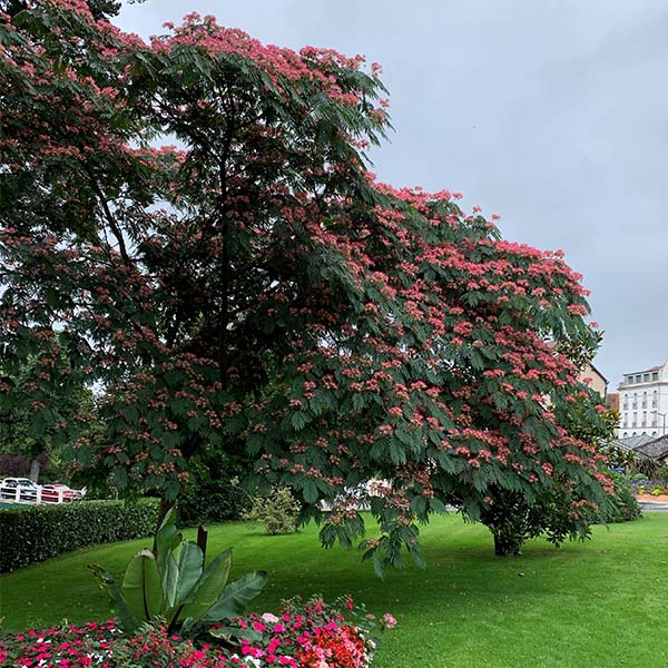 Albizia julibrissin Ombrella Boubri