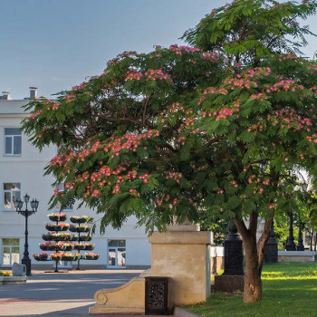 Albizia julibrissin Ombrella Boubri