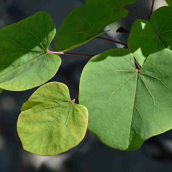 Arbre de Judée - Cercis siliquastrum