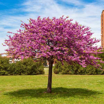 Arbre de Judée - Cercis siliquastrum