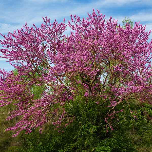 Arbre de Judée - Cercis siliquastrum