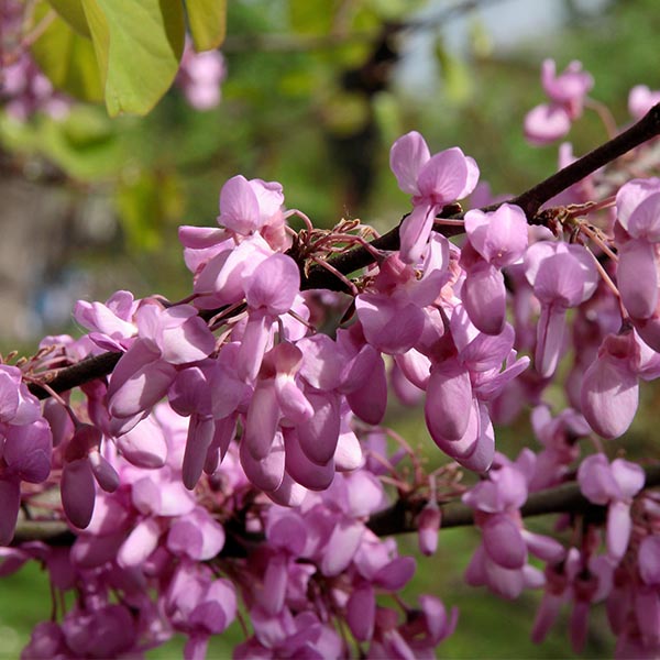 Arbre de Judée - Cercis siliquastrum