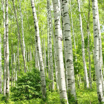 Bouleau Blanc - Betula verrucosa