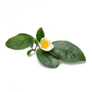 Camelias