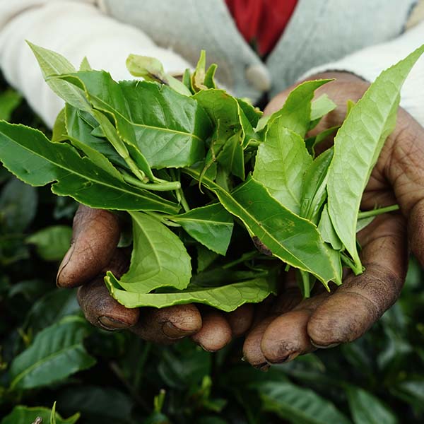 Camelia sinensis Theojardin - Théier