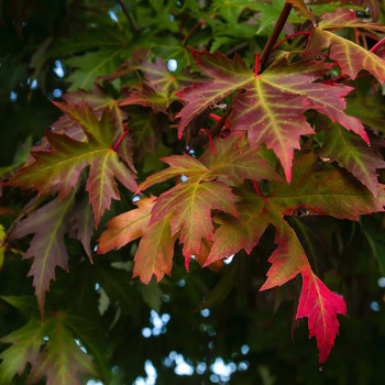 Acer x. freemanii Autumn Blaze