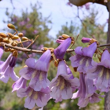 Paulownia tomentosa