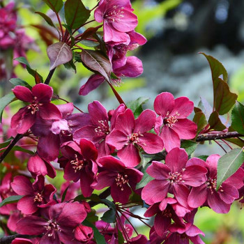 Pommier à fleurs Nicoline