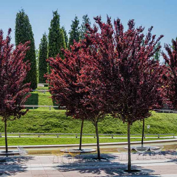 Prunus cerasifera Pissardii Nigra