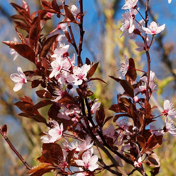 Prunus cerasifera Pissardii Nigra