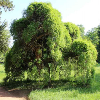 Sophora japonica Pendula