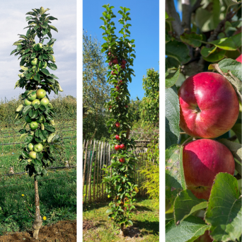 Collection Colonnes de Pommes