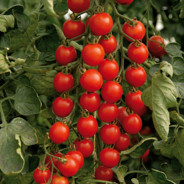 Semence : tomate cerise (supersweet)