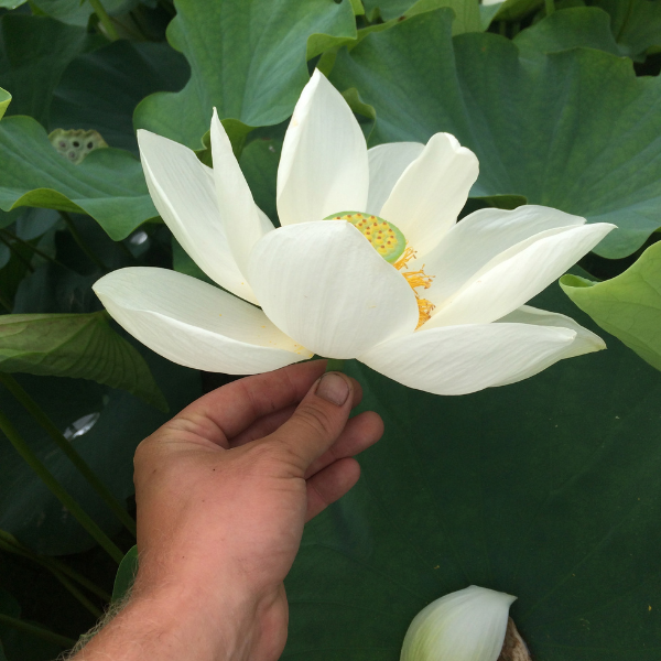Lotus - Nelumbo Stellar White