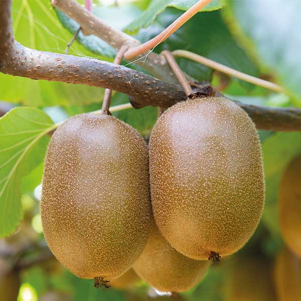 Kiwis Kiw´happy (1 mâle + 1 femelle)