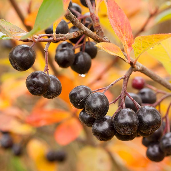 Aronia arbutifolia Brilliant