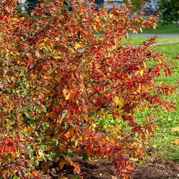 Aronia arbutifolia Brilliant