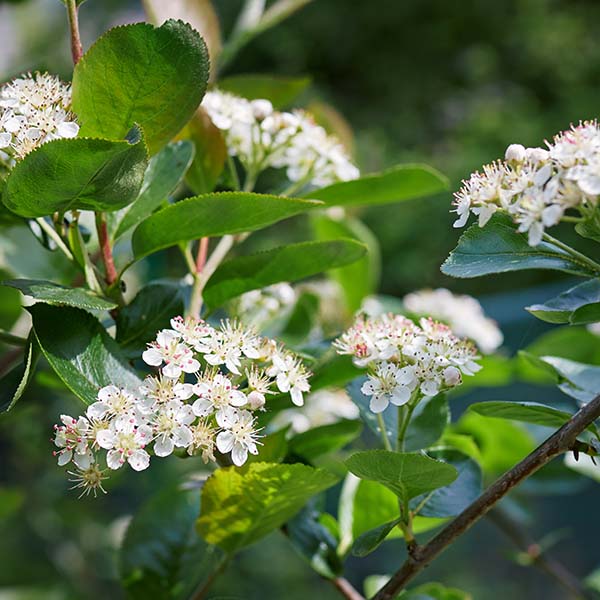 Aronia arbutifolia Brilliant