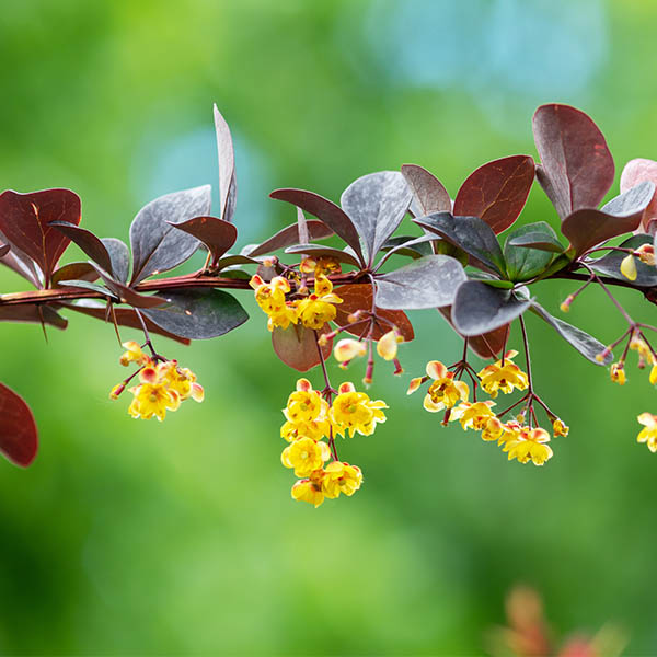 Berberis ottawensis Auricoma