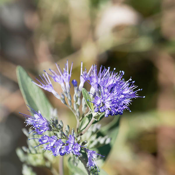 Caryopteris Grand Bleu