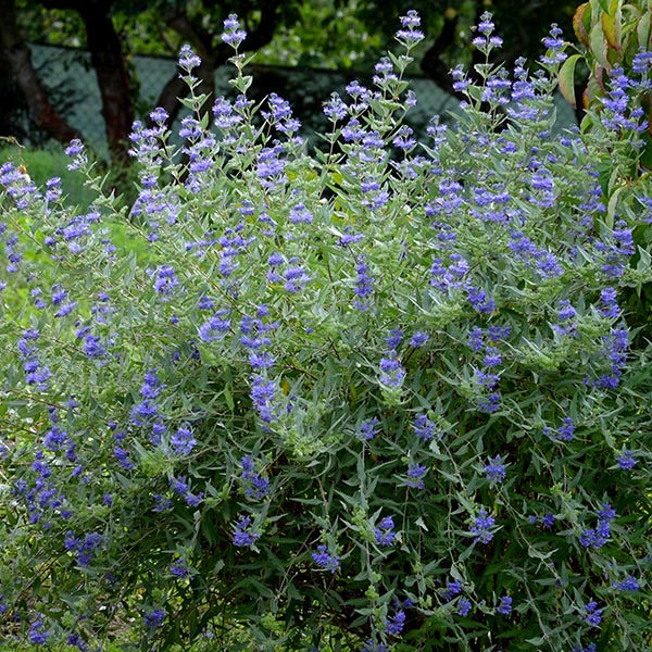 Caryopteris Grand Bleu