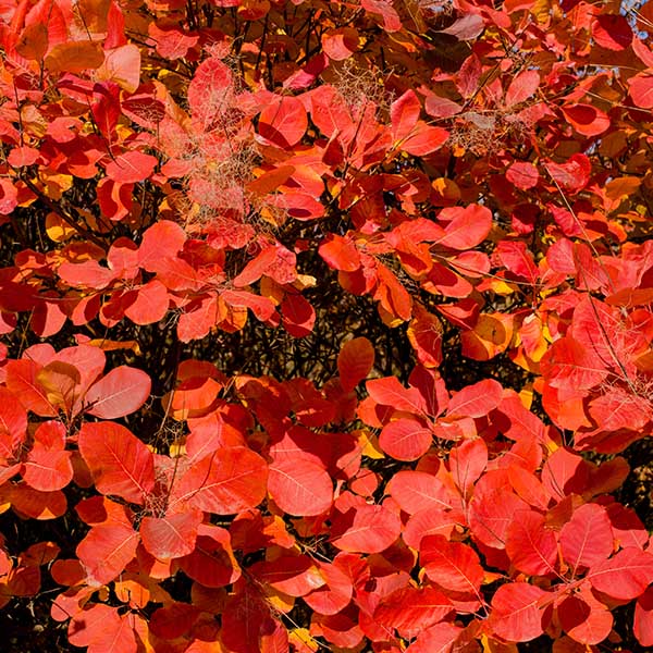 Arbre à Perruque Cotinus Grace