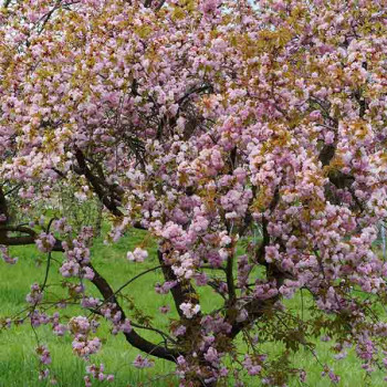 Cerisier du Japon Prunus serrulata Kanzan