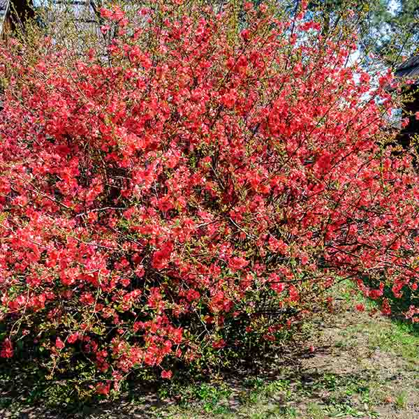 Cognassier du Japon Chaenomeles Rubra