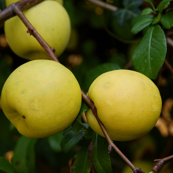 Cognassier du Japon Chaenomeles Rubra