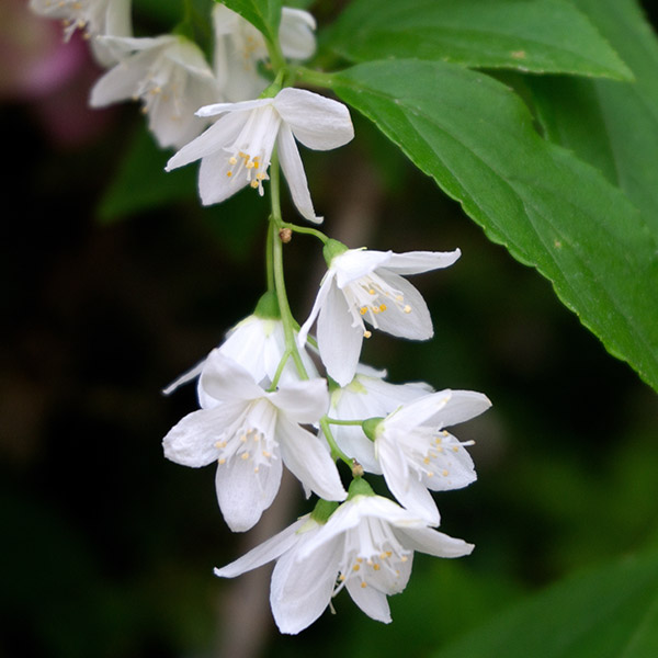 Deutzia gracilis