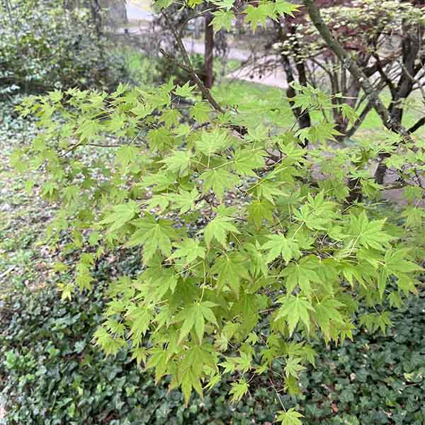 Erable du Japon - Acer palmatum Sango Kaku