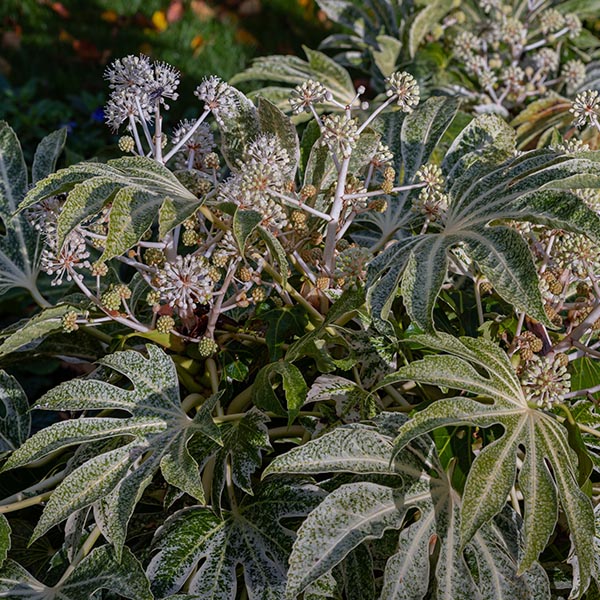 Fatsia japonica Spider´s Web