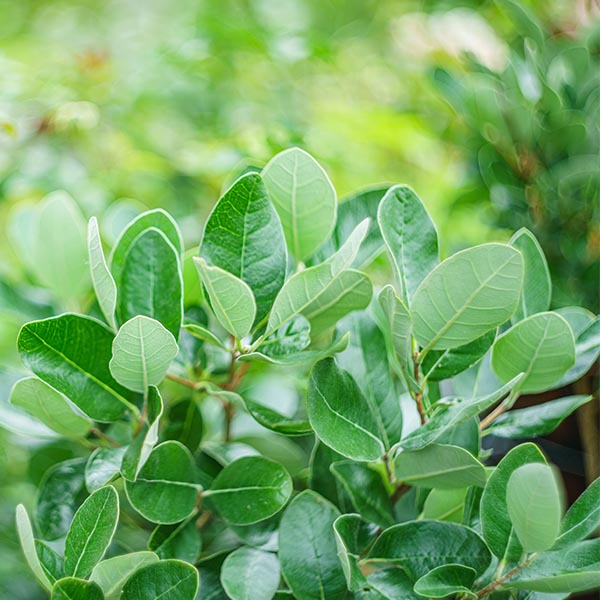 Feijoa sellowiana Gemini