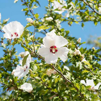 Hibiscus syriacus Red Heart