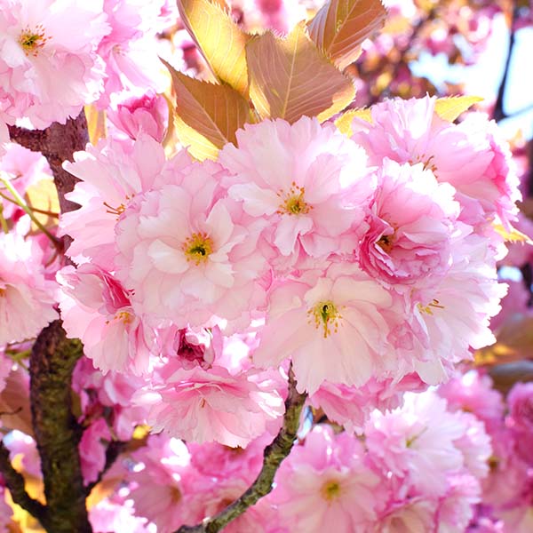 Cerisier du Japon Prunus serrulata Kanzan