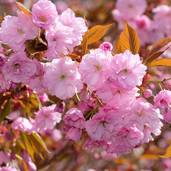 Cerisier du Japon Prunus serrulata Kanzan