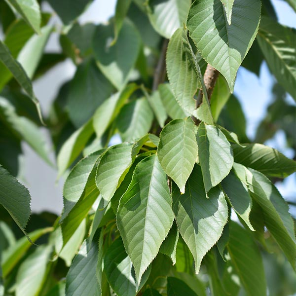 Cerisier du Japon Prunus serrulata Kanzan