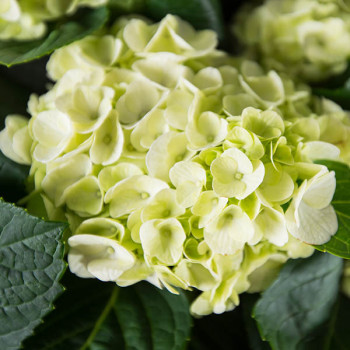 Hortensia paniculata Little Lime