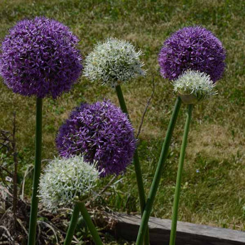 Assortiment Joli Jardin - Alliums