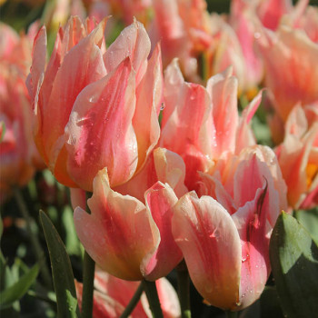 Tulipe pluriflore Québec
