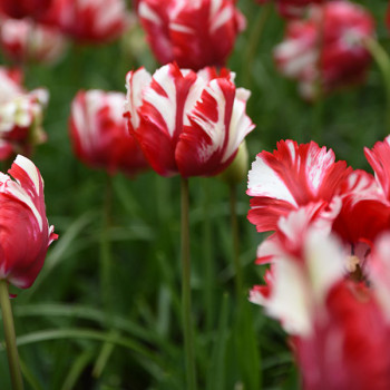 Tulipe Perroquet Estella Rijnveld