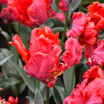 Tulipe Perroquet Rococo