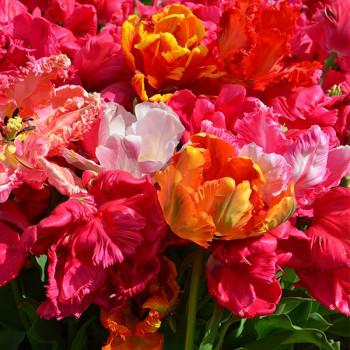 Tulipes Perroquets en Mélange