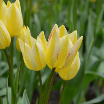 Tulipe pluriflore Antoinette