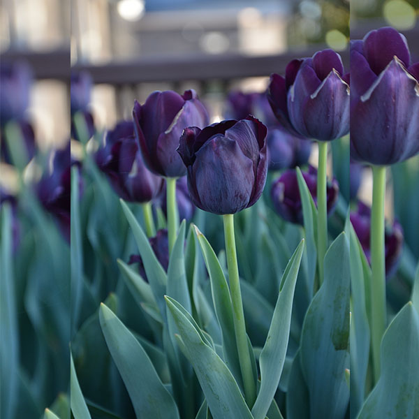 Tulipe simple tardive Reine de la Nuit