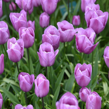 Tulipe simple tardive Violet Beauty
